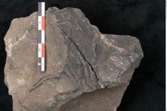 Foto (Detailansicht) von Cyatheites arborescens Schl. (NHMW-GEO-2024-0188-10886)
